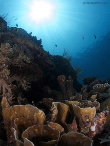 Reef in Wakatobi by Iyad Suleyman 